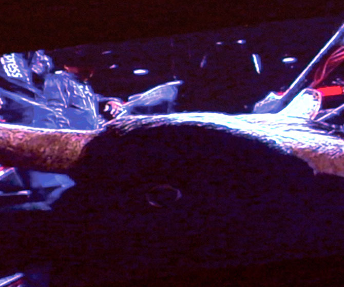 Scene from Caterina Verde's video, "All You Can't Eat and Other Tales of Waiting".&nbsp;&nbsp; Bull Waiting