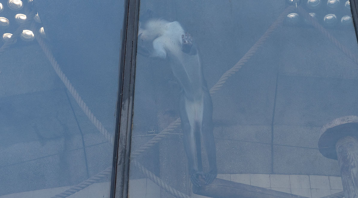 Caterina Verde - It's Not What you Think