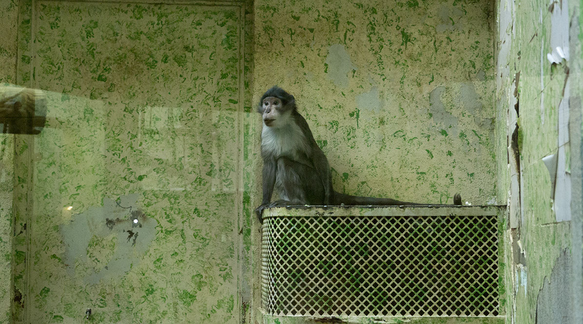Caterina Verde -La Chambre Verte