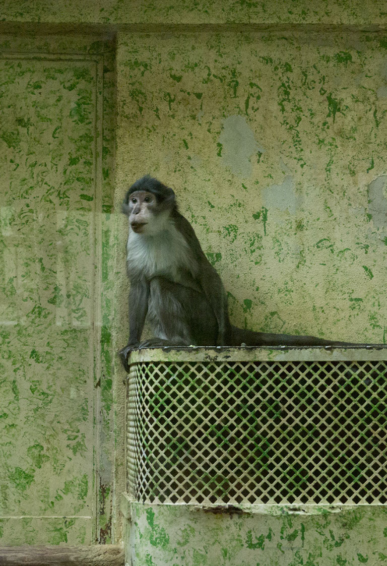 Caterina Verde -La Chambre Verte