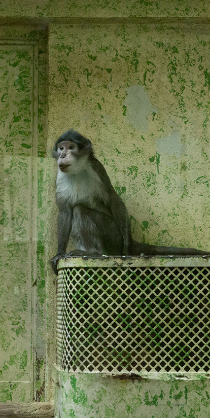 Caterina Verde -La Chambre Verte
