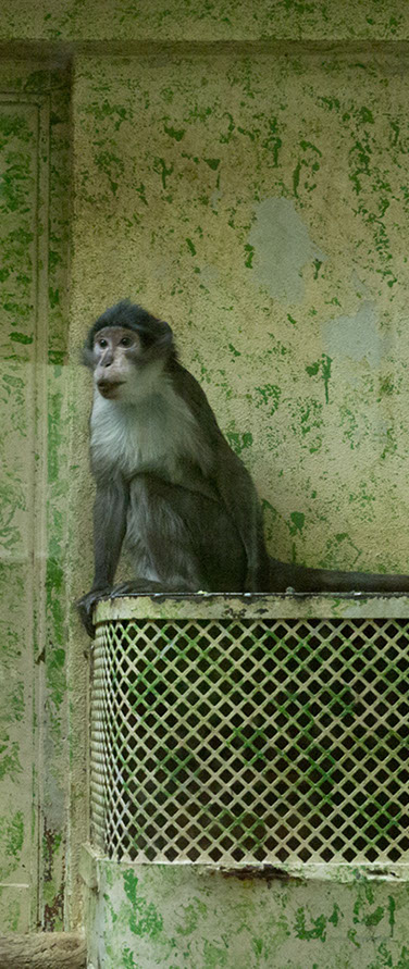 Caterina Verde -La Chambre Verte