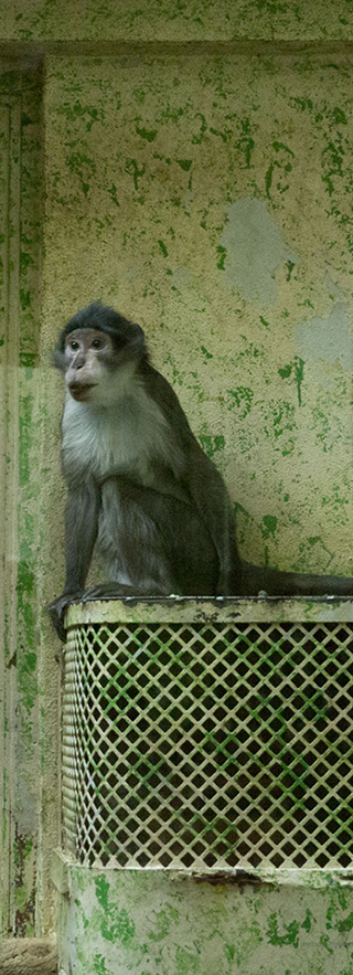 Caterina Verde -La Chambre Verte