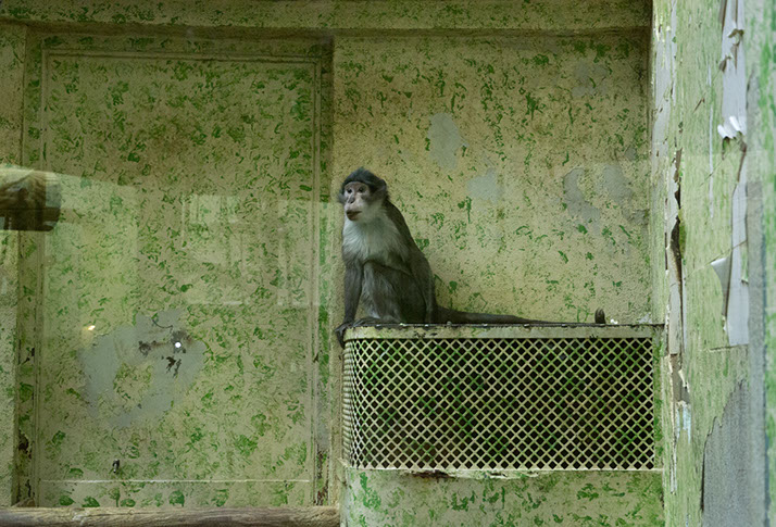 Caterina Verde -La Chambre Verte