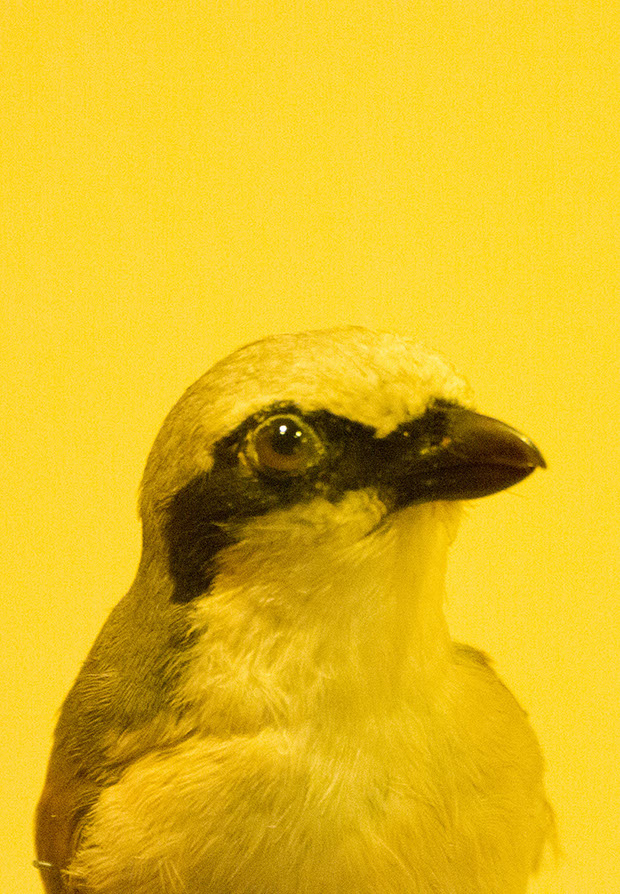 Caterina Verde - Still So Full of Hope