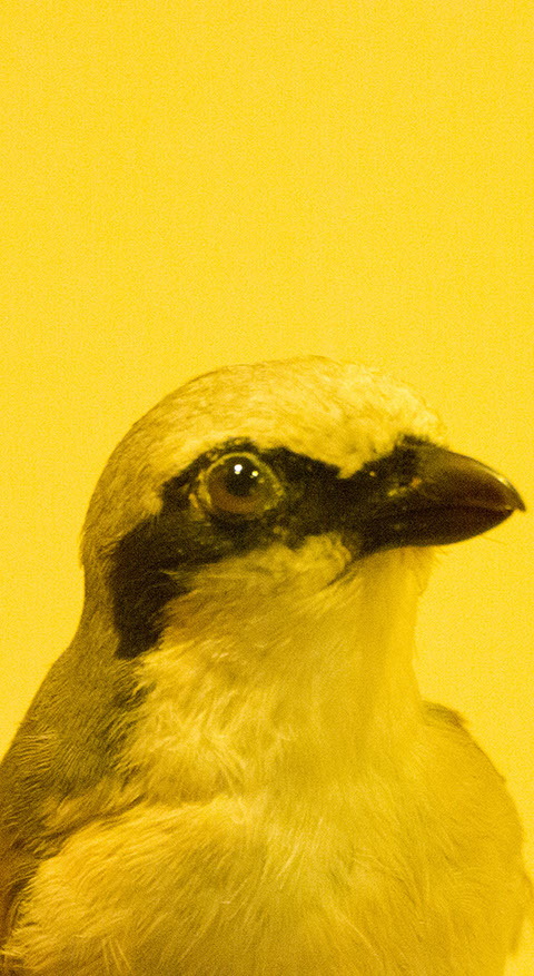 Caterina Verde - Still So Full of Hope