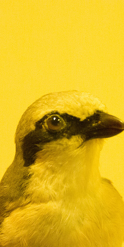 Caterina Verde - Still So Full of Hope