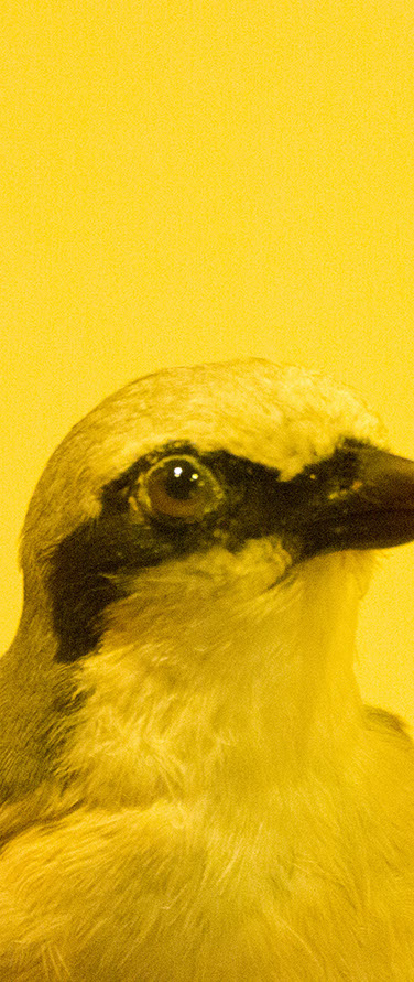 Caterina Verde - Still So Full of Hope